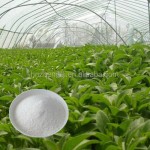Stevia Leaf Extract Supplier - Organic Water Soluble Erythritol Mints