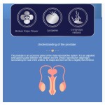 Prostate Reproductive System Vital Dysuria Urethral Tablets Herbal Extract Bottle Scrotal Moisture Dysfunction Enhancer for