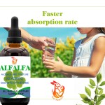 Alfalfa Drops Supplier - OEM Alcohol Free Herbal Tincture Faster Absorption