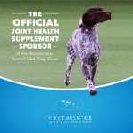 Joint Chews Manufacturer - with Glucosamine Chondroitin MSM Omega