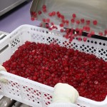 Creatine Gummies Factory - OEM Private Label Adults Endurance Strength