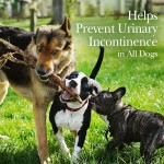 Dog Supplement Supplier - OEM Immune Lamb Omega 3 Wild Fish Oil