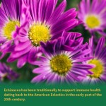 Echinacea Capsules Manufacturer - 400mg Vegetarian Immune System Support