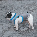 Evaporation Cooler Supplier - Reflective Leash Attachment