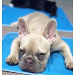 Dog Cooling Mat Manufacturer - Teddy Mattress Cushion