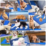 Dog Cooling Vest Manufacturer - Blue Pet Harness Jacket