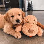 Massage Cushion Manufacturer - Office Chair Support