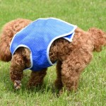 Breathable Ice Vest Manufacturer - Small Medium Large Dogs