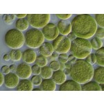 Chlorella Powder Manufacturer - Organic Green Powder