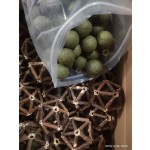 Catnip Lollipop Manufacturer - Matatabi Stick Toy