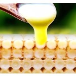 Royal Jelly Supplier - HACCP Fresh Royal Jelly