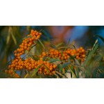 Seabuckthorn Oil Manufacturer - Natural Plant Oil