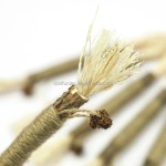 Matatabi Silvervine Sticks Manufacturer - Raffia Gall Fruit