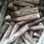 Matatabi Chew Sticks Factory - Natural Silvervine