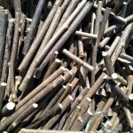 Matatabi Chew Sticks Factory - Natural Silvervine