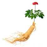 Ginseng Extract Manufacturer - 4%-80% Ginsenosides