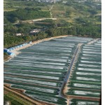 High Protein Spirulina Powder Manufacturer - 60% Protein