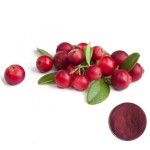 GMP Factory Supply Cranberry Fruit Powder Cranberry Extract Powder Cranberry Powder