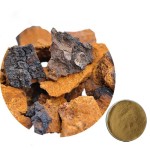 Siberian Chaga Extract Chaga Mushroom Extract Powder Chaga Extract