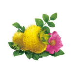 QYherb Wholesales Bulk 100% Natural Rosa Roxburghii Tratt Extract Rosa Roxburghii  Fruit Powder VC 5% Free Sample