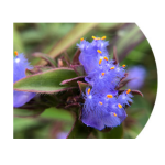 QYherb High Quality Plant Extract Cyanotis Arachnoides P.e 90% Uv Ecdysterone Cas 5289-74-7 Free Sample Available
