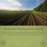 Pumpkin Seed Drops Manufacturer - Pumpkin Seed Oil Skin Hair Care Liquid Drops