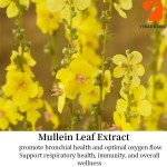 Mullein Leaf Gummies Supplier - Respiratory Health Gummies