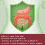 Digestive Enzyme Capsules Manufacturer - Intestinal Digestion