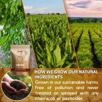 Lemongrass Green Tea Factory - Weight Management Tea