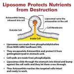 Astaxanthin Softgel Manufacturer - Liposome Eye Brightening