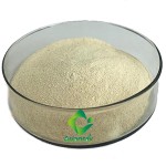 Enterococcus Faceum High Quality 100 Billion Enterococcus Faecalis Powder Rky 1 Puro Precio Lactic Acid Bacteria for Aq