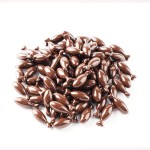 Citicoline Brain Capsule Manufacturer - Memory Focus Nootropic