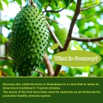Soursop Softgels Manufacturer - Healthy Skin Digestion Immune