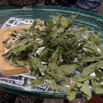 Collagen Supplement Manufacturer - Skin Hair Nail Health