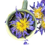 Shilajit Gummies Supplier - Sea Moss Black Seed Ashwagandha