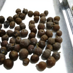 Royal Resin Granules Manufacturer - Hojari Incense Grade