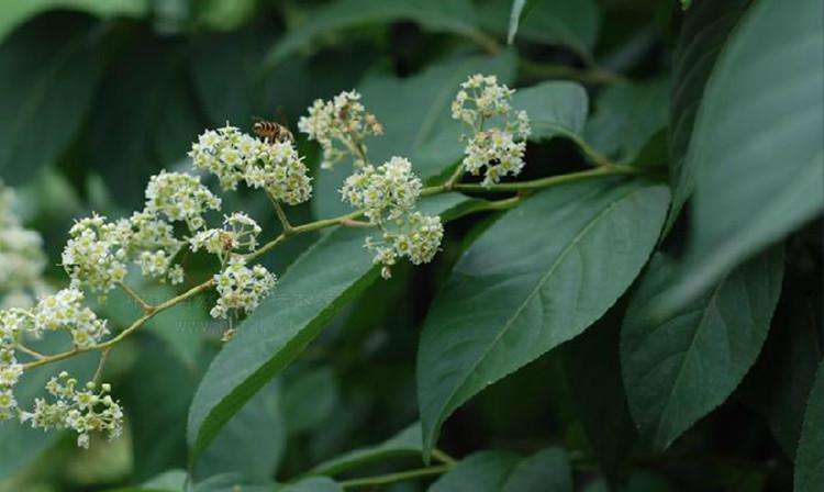 Liver health ingredients