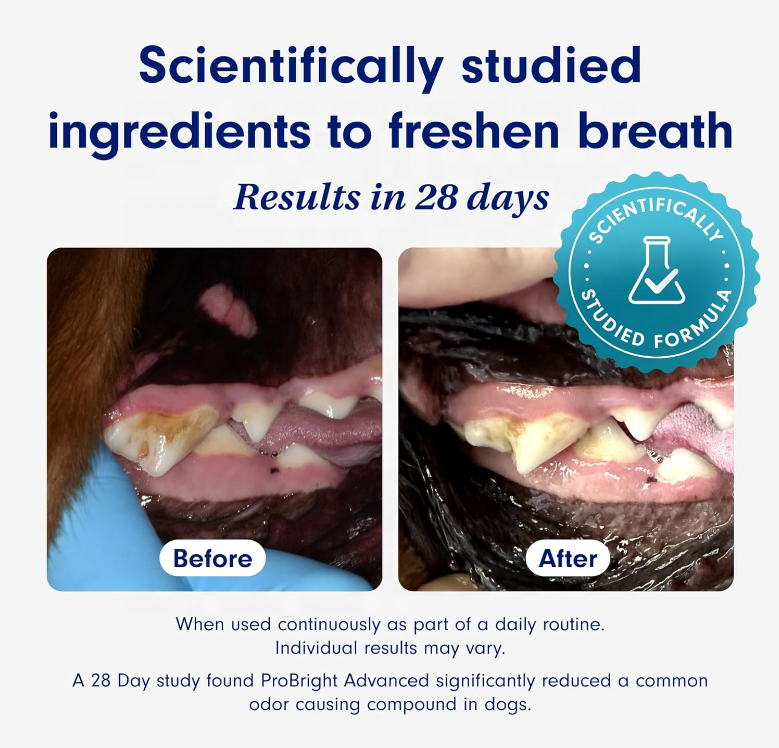 Pet Powder Supplement