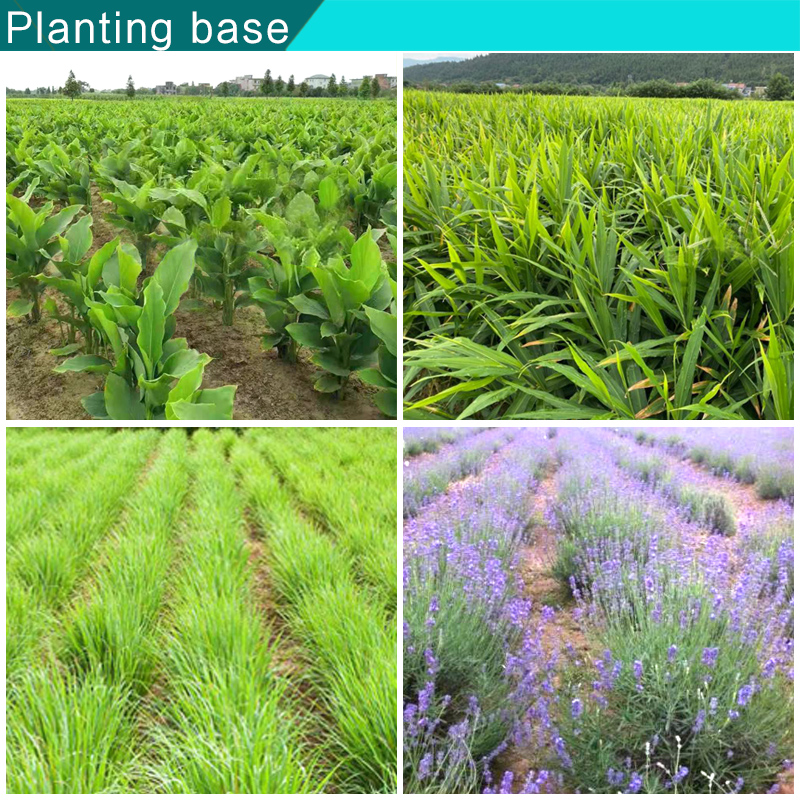 Supplier Album Image