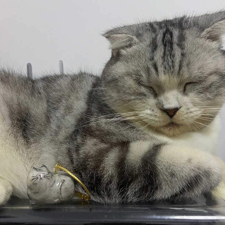 Collars Leashes & Accessory