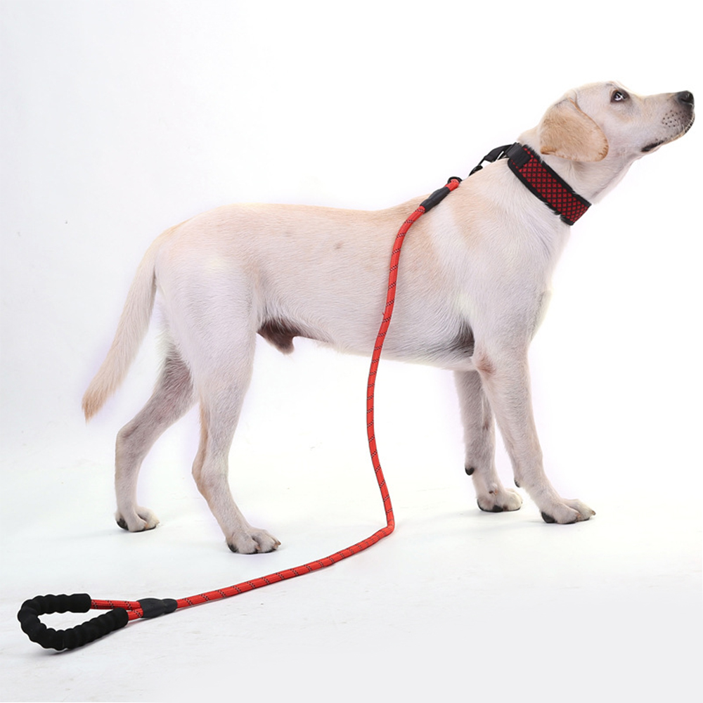 Pet Collar & Leash