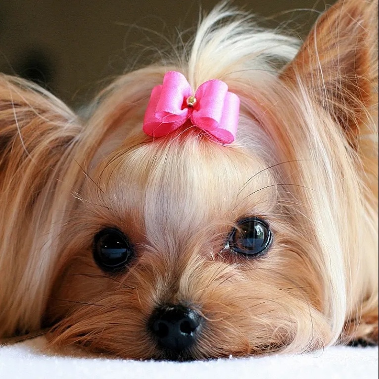 Dog Bows Bandanas Accessories