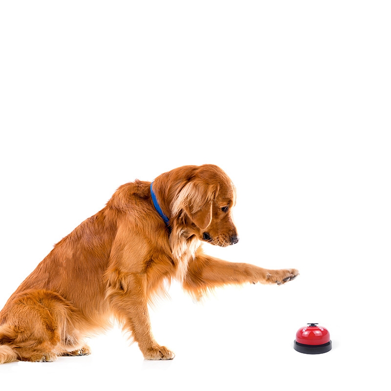 Pet Collars & Leashes & Harnesses