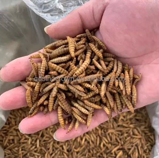 Black Soldier Fly Larvae