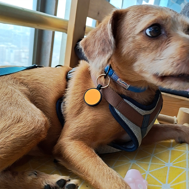 宠物项圈和皮带