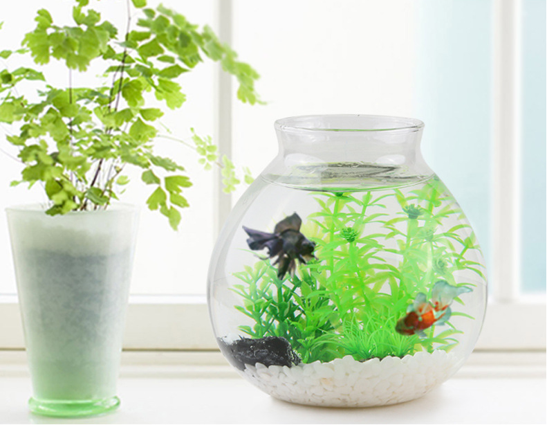 Aquariums & Accessories