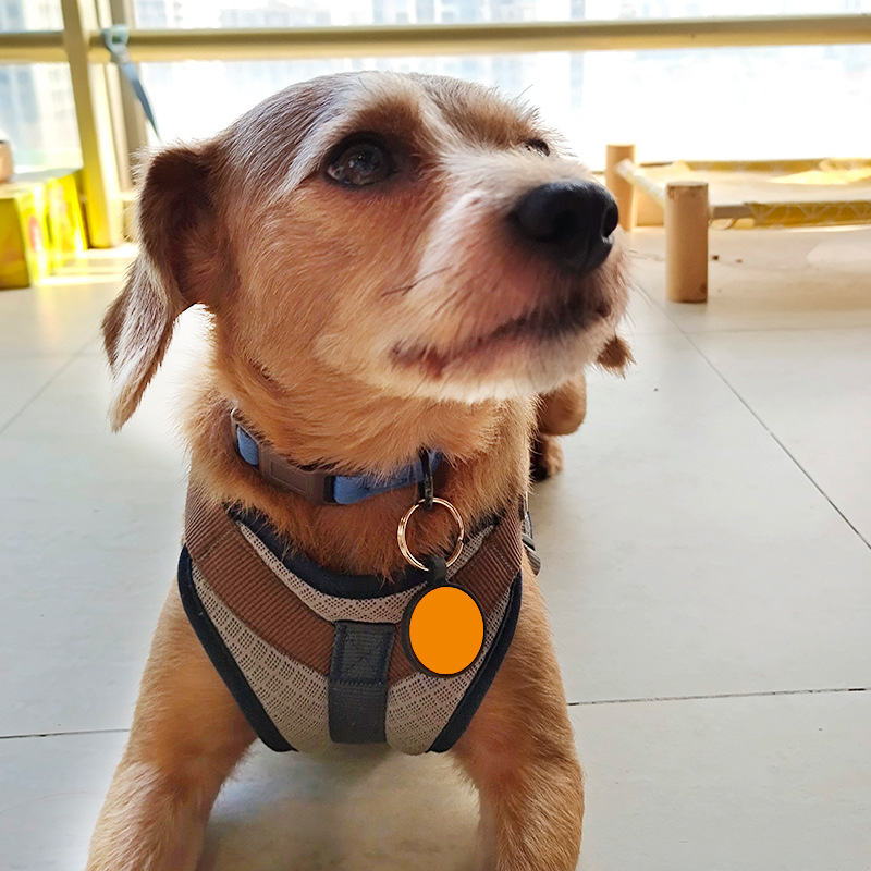 Pet Collars & Leashes