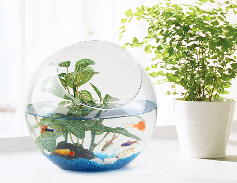 Aquariums & Accessories