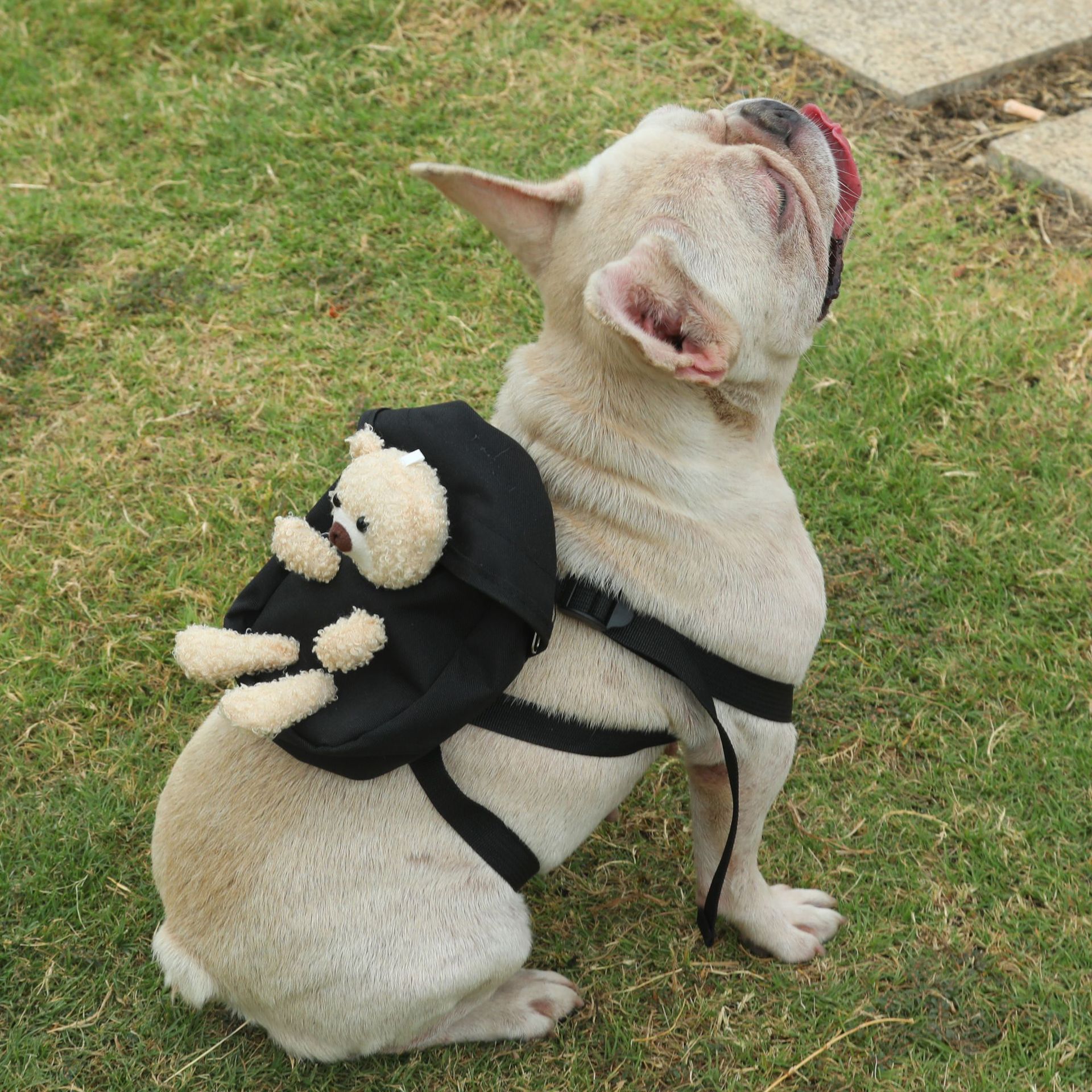 Pets-Pet Travel Outdoor