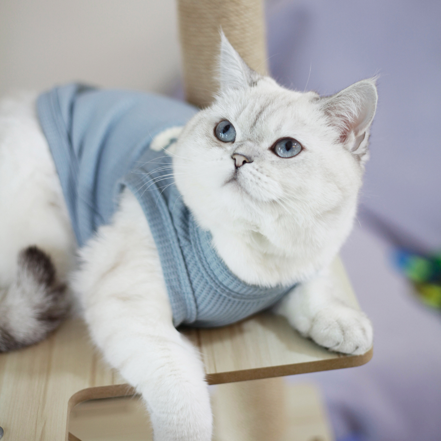 Pet clothing